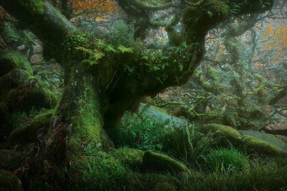 Ancient moss-covered branches in a thriving forest