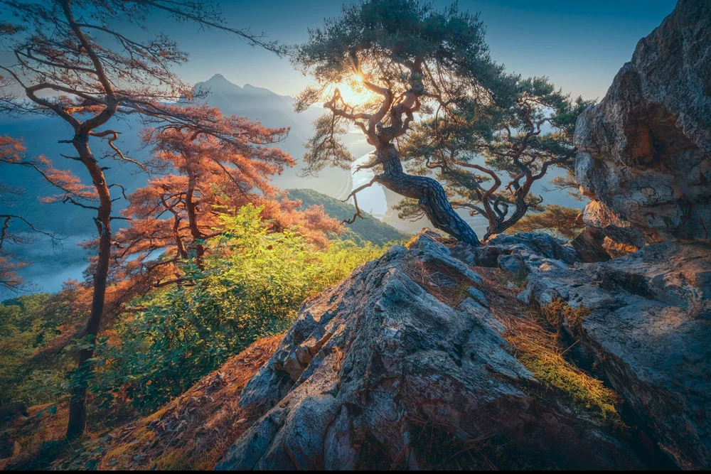 Sunlight through a resilient tree growing on a rocky mountainside