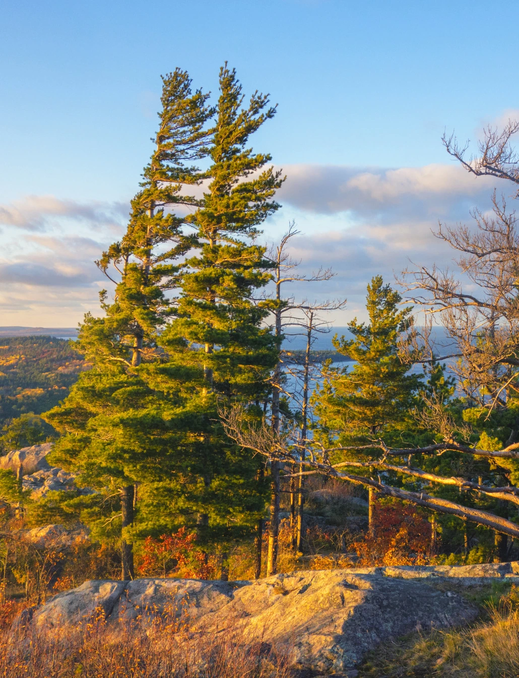 Pine trees on a rocky hill overlooking forest and water