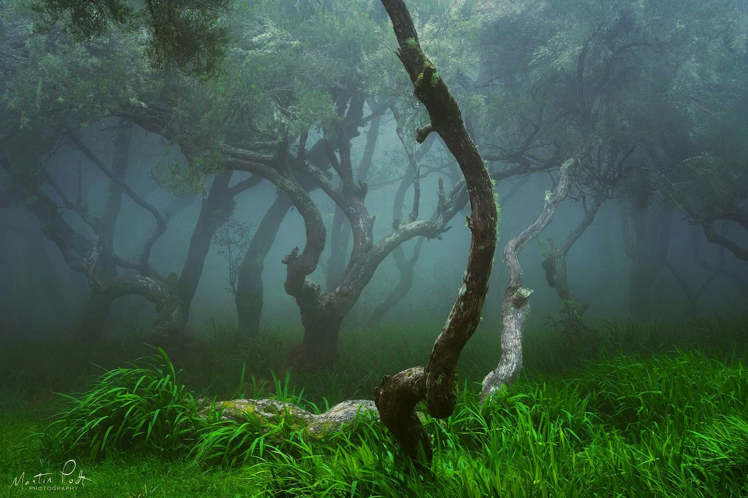 Misty green forest canopy and lush woodland