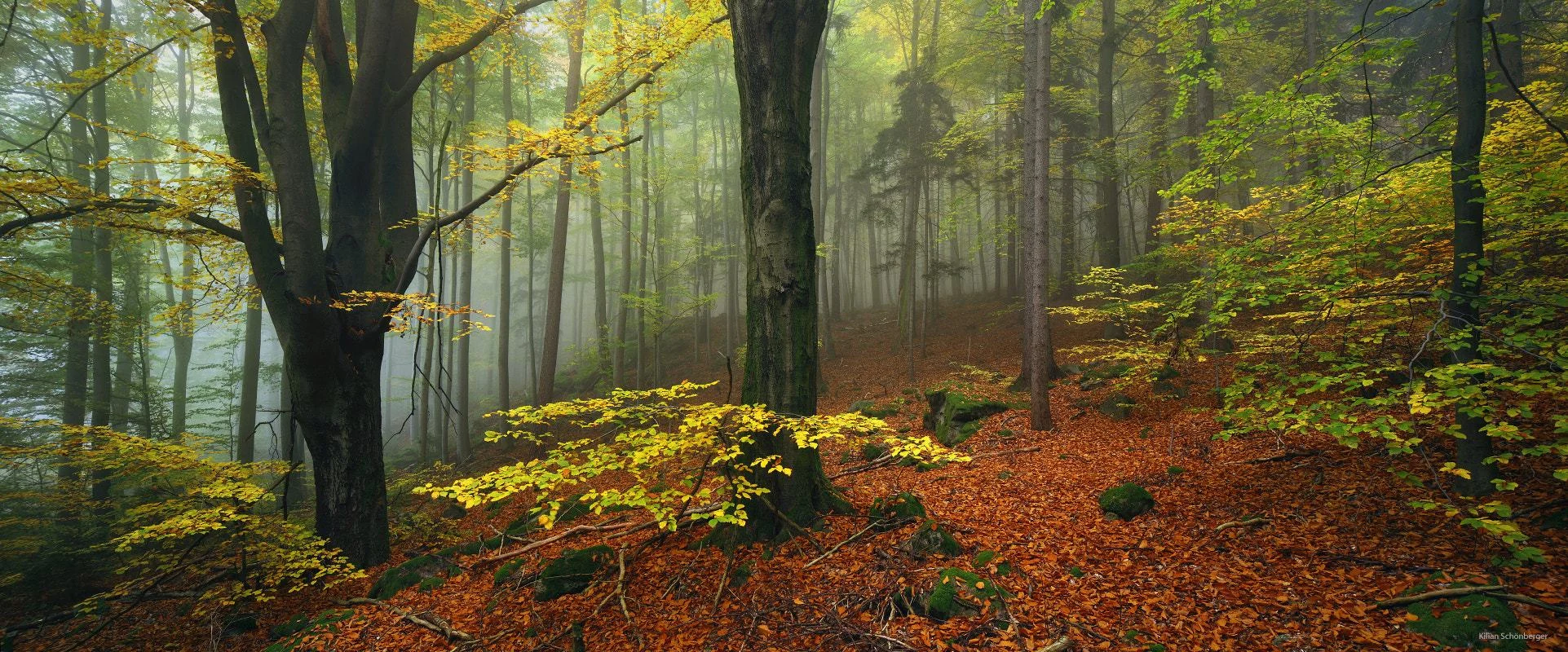 Sunlight entering a lush green forest