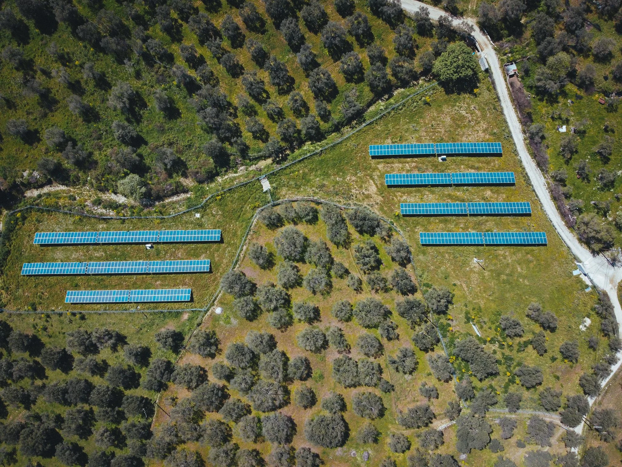 Solar panels among trees in a green landscape