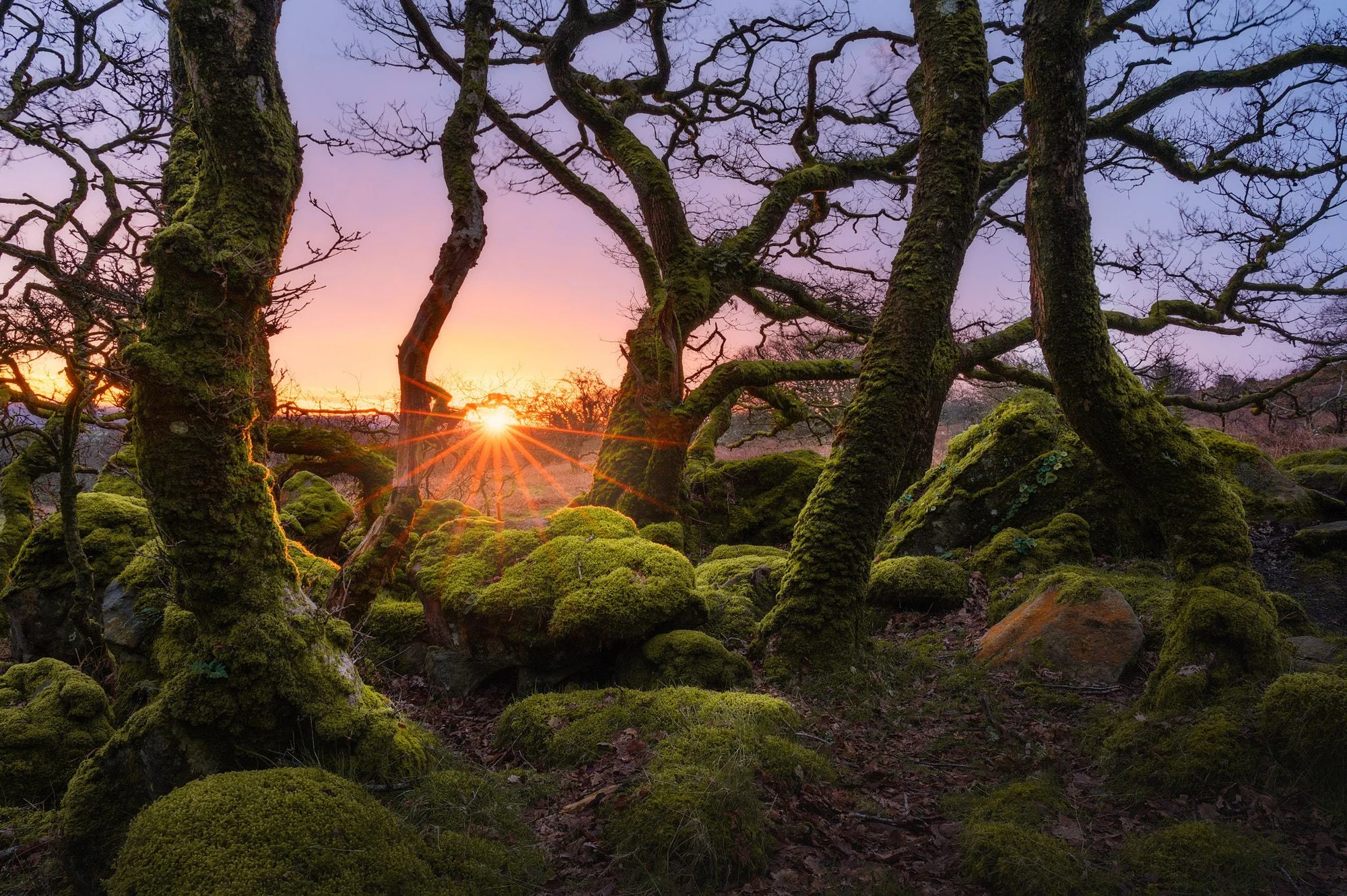 Moss-covered branches and a stream in a green forest