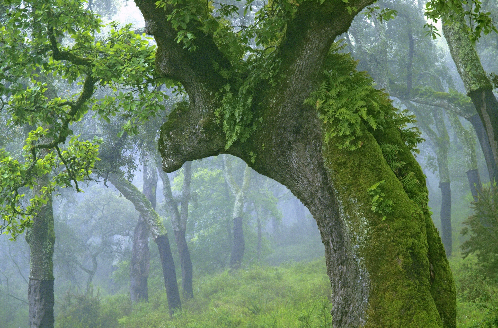 Lush moss-covered trees in a deep green forest