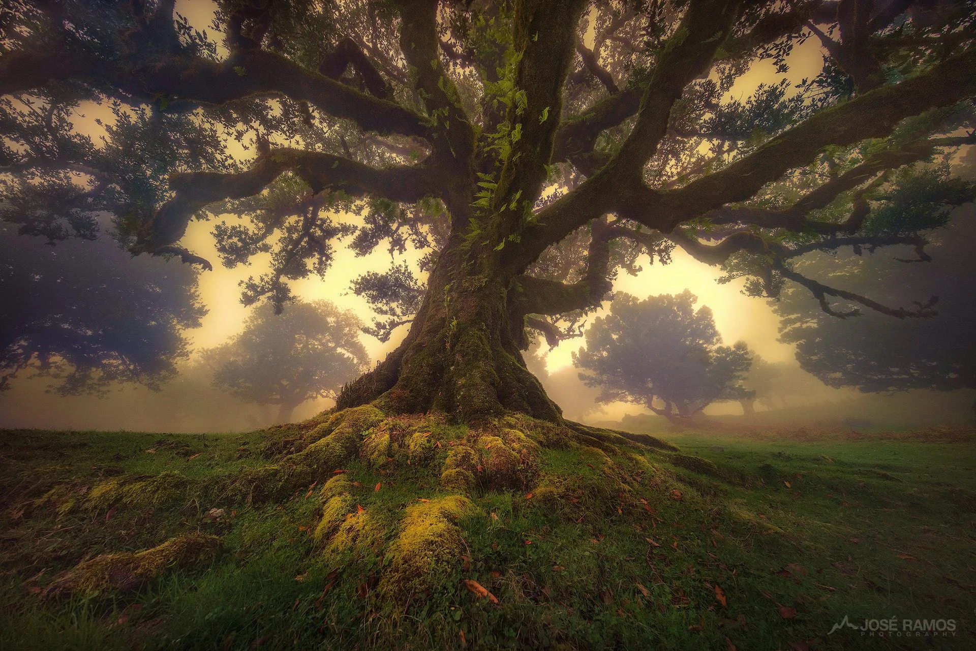 A broad, deeply rooted oak tree in evening light